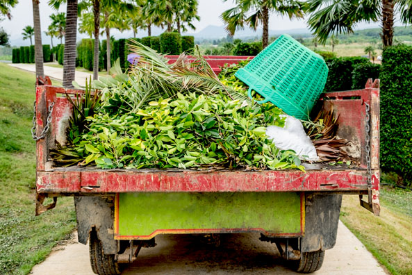 Yard Waste Hauling - Tamesi Hauling